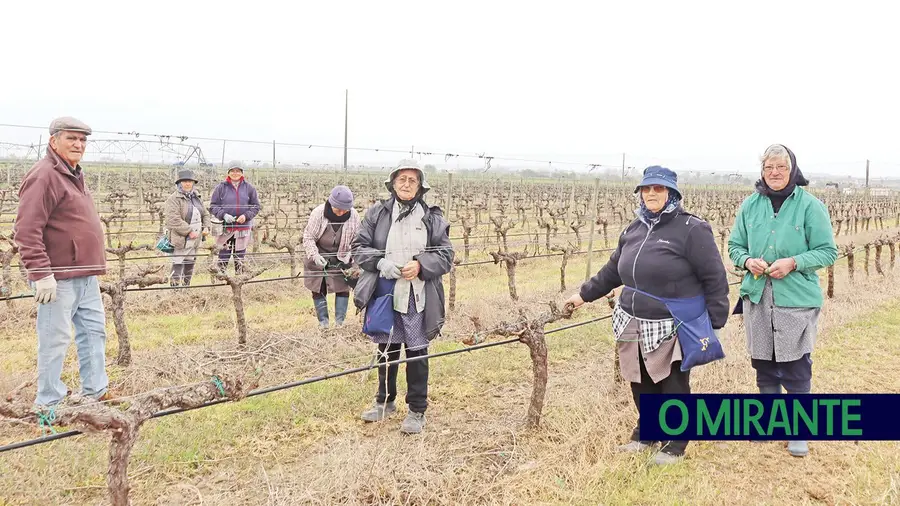 O trabalho duro na agricultura ainda é feito pelos mais velhos