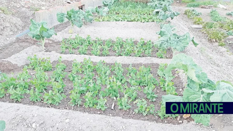 “Hortas da Charneca” para valorizar práticas de vida e de alimentação saudáveis “Hortas da Charneca” para valorizar práticas de vida e de alimentação saudáveis