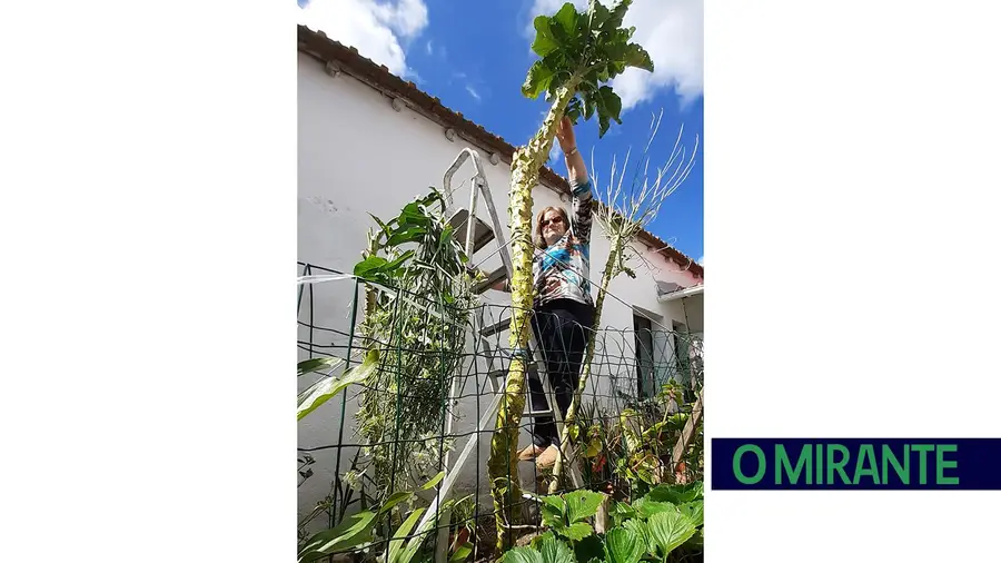 Couve gigante é o orgulho do quintal de Otelinda Venâncio Couve gigante é o orgulho do quintal de Otelinda Venâncio
