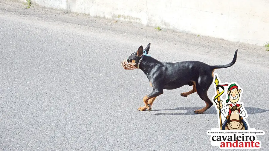 Vida de cão