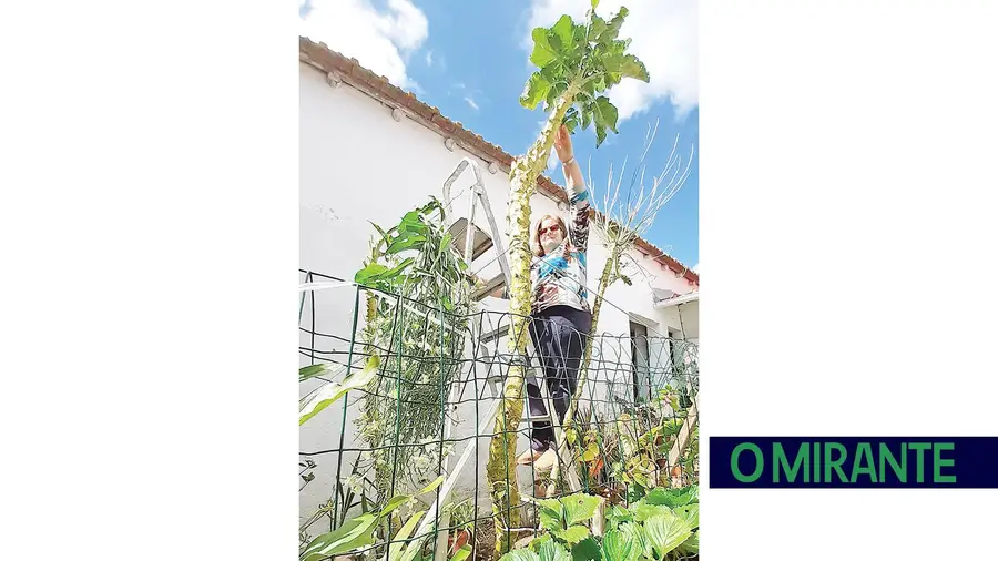 Couve gigante é o orgulho do quintal de Otelinda Venâncio Couve gigante é o orgulho do quintal de Otelinda Venâncio