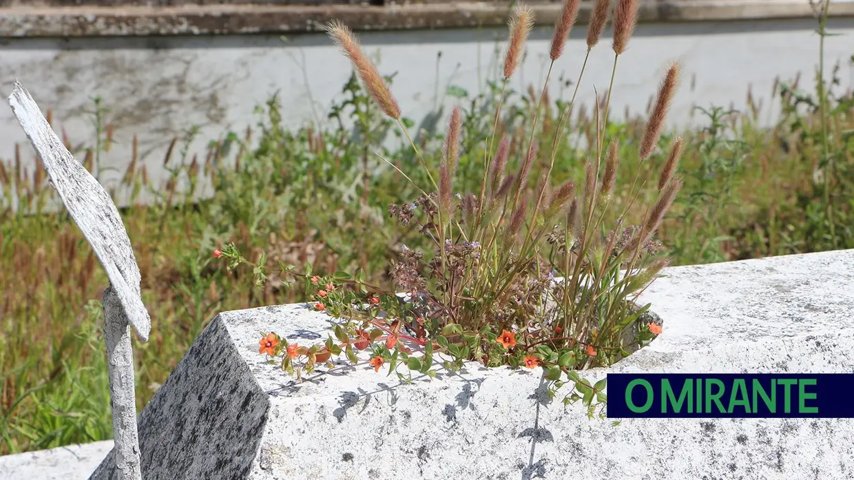 58 famílias reclamaram os seus mortos no cemitério de São Sebastião em Alverca