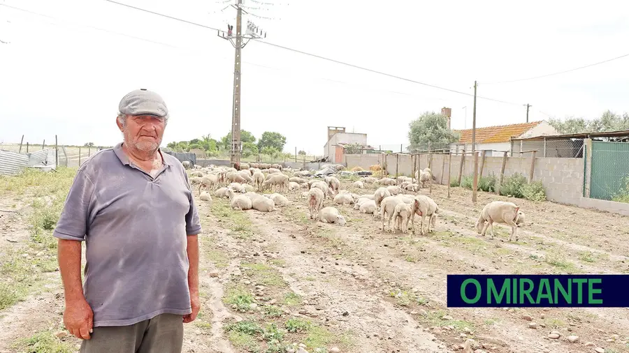 Cães atacam rebanho e matam borregos em Alpiarça