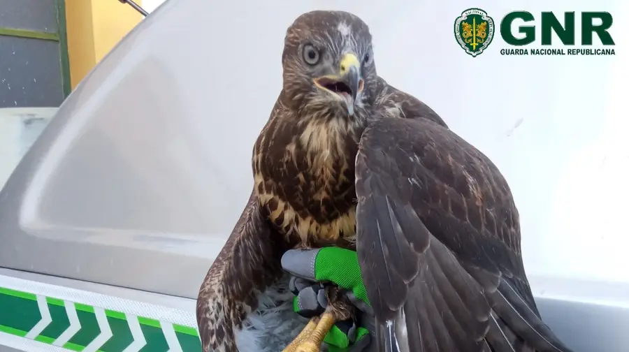 GNR de Coruche resgata águia-de-asa-redonda em cativeiro