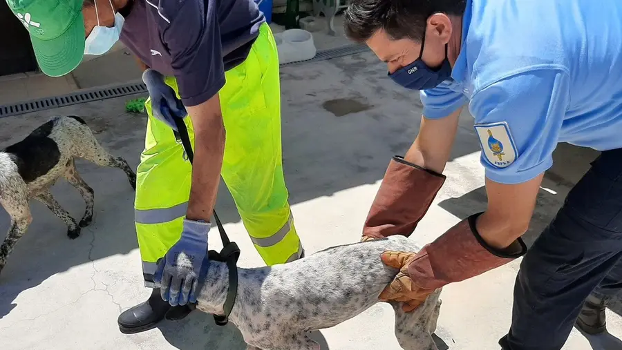 GNR resgata cinco cães maltratados em Benavente GNR resgata cinco cães maltratados em Benavente