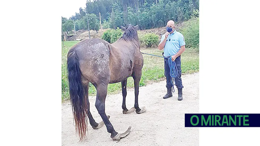 GNR resgata cavalo abandonado em Ferreira do Zêzere