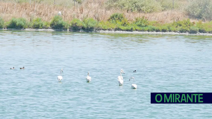 Petição quer salvaguardar salinas de Alverca de apetites imobiliários Petição quer salvaguardar salinas de Alverca de apetites imobiliários