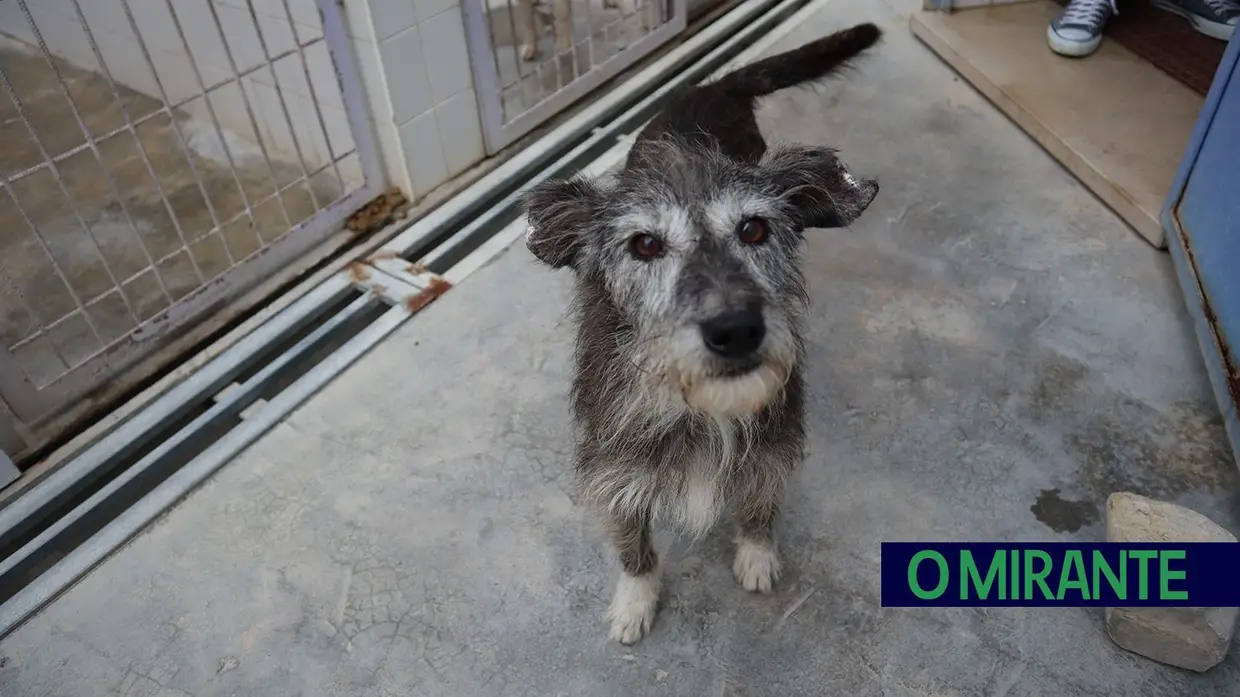 Canil de Tomar é um exemplo de amor aos animais