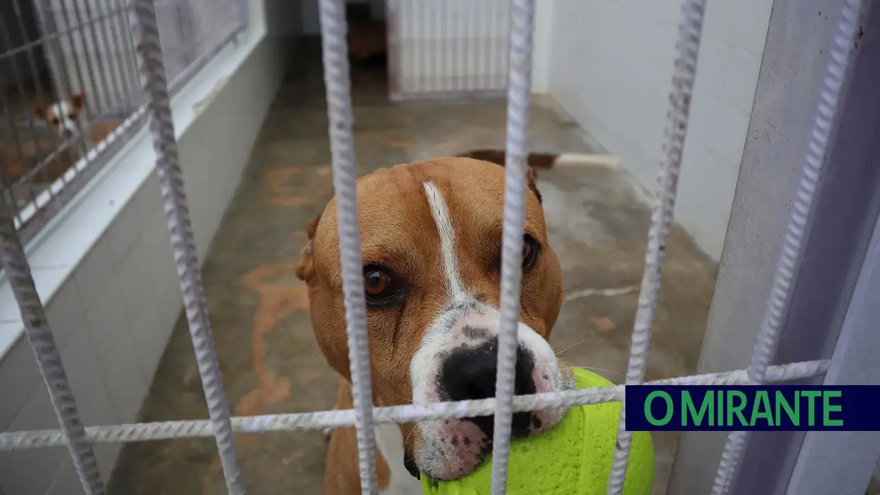 Canil de Tomar é um exemplo de amor aos animais