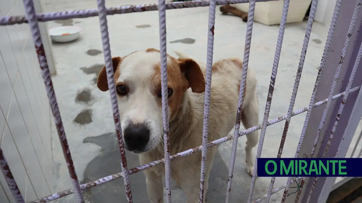 Canil de Tomar é um exemplo de amor aos animais