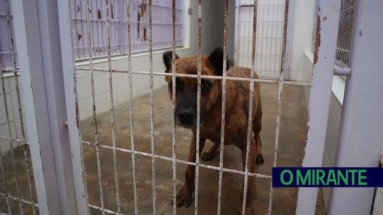 Canil de Tomar é um exemplo de amor aos animais