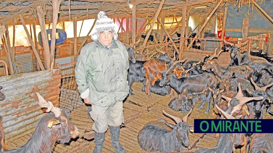 Rebanho de cabras comunitário desapareceu e Junta de Pedrógão ficou com os prejuízos Rebanho de cabras comunitário desapareceu e Junta de Pedrógão ficou com os prejuízos