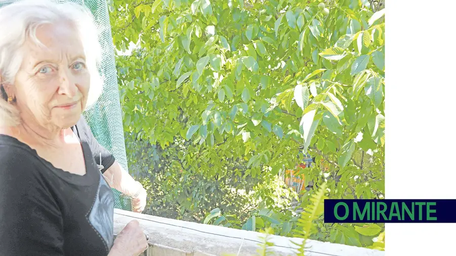Matagal e sujidade em quintal preocupa moradores no centro de Santarém Matagal e sujidade em quintal preocupa moradores no centro de Santarém