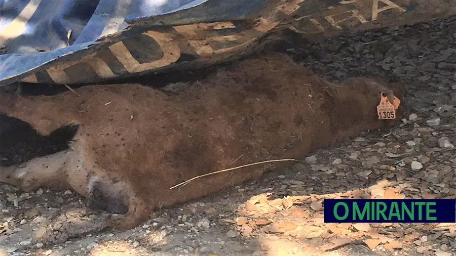 Animal em decomposição removido de rua em Aveiras de Cima