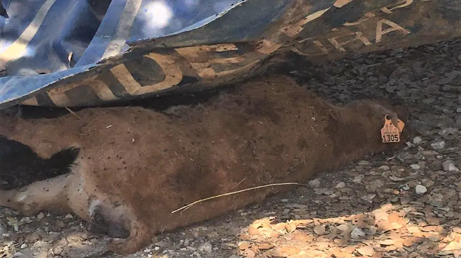 Animal em decomposição numa rua em Aveiras de Cima