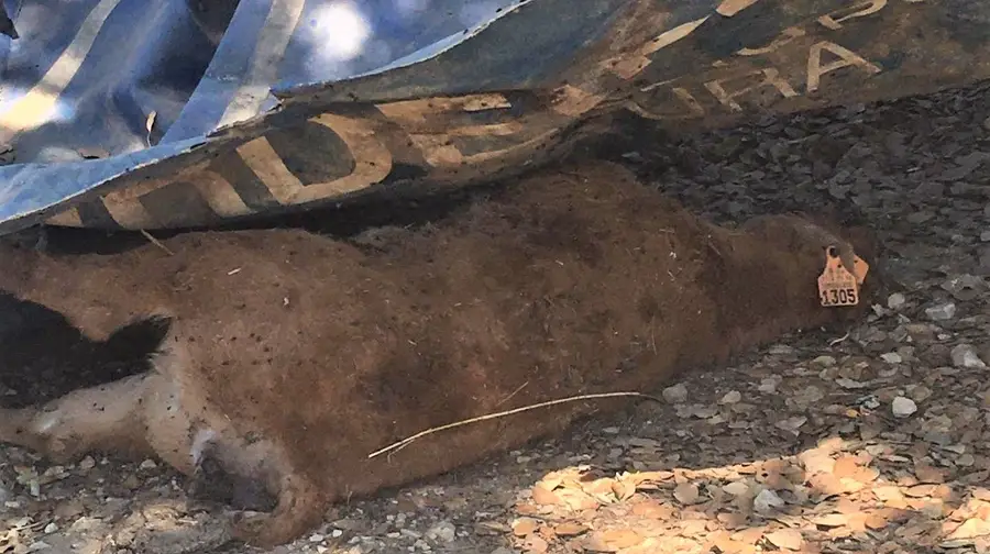 Animal em decomposição numa rua em Aveiras de Cima Animal em decomposição numa rua em Aveiras de Cima