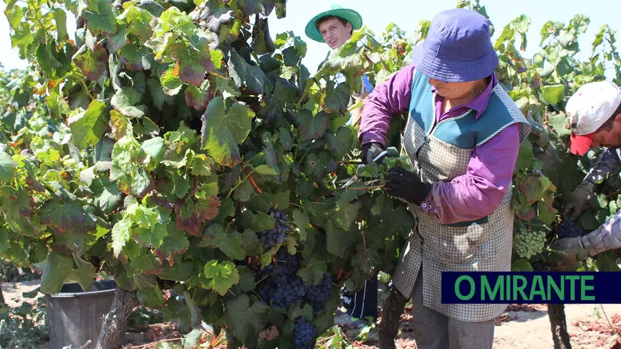 Tejo e Lisboa com quebras na produção de vinho