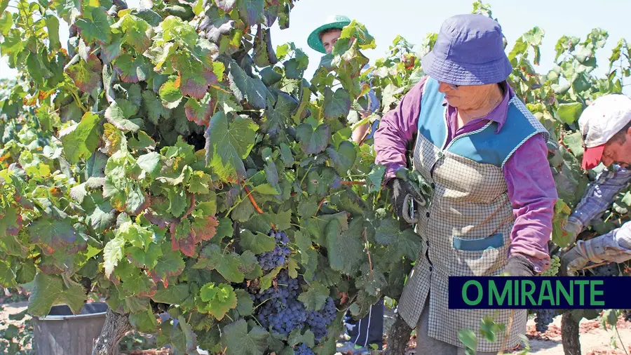 Tejo e Lisboa com quebras na produção de vinho Tejo e Lisboa com quebras na produção de vinho