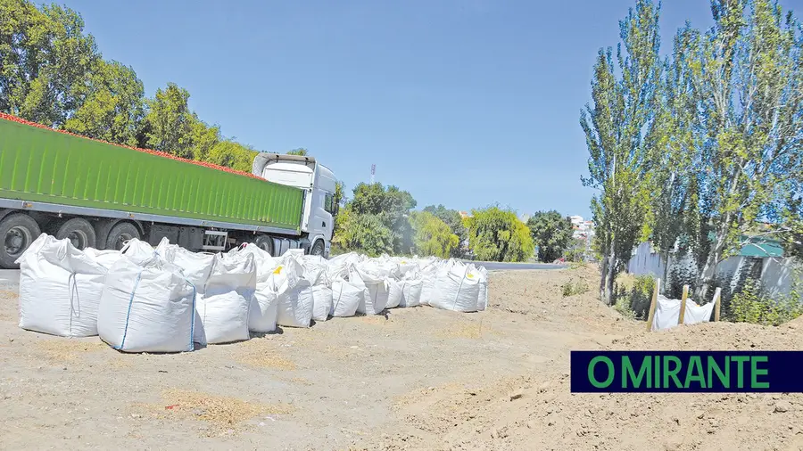 Obras no Esteiro de Azambuja obrigaram a sacrificar árvores Obras no Esteiro de Azambuja obrigaram a sacrificar árvores