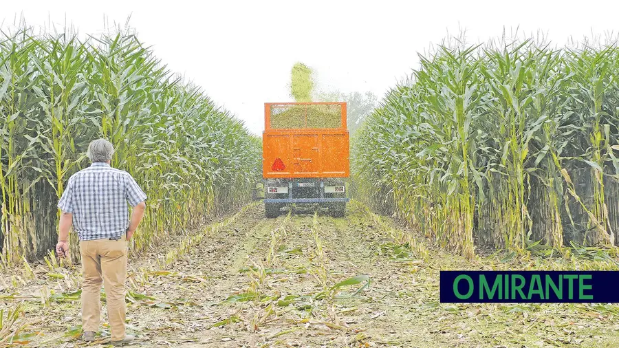 Governo tira o tapete aos agricultores e compromete produção de milho Governo tira o tapete aos agricultores e compromete produção de milho