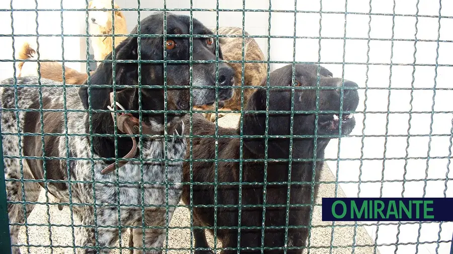Veterinários insistem em levantamento nacional de abrigos para evitar morte de animais Veterinários insistem em levantamento nacional de abrigos para evitar morte de animais