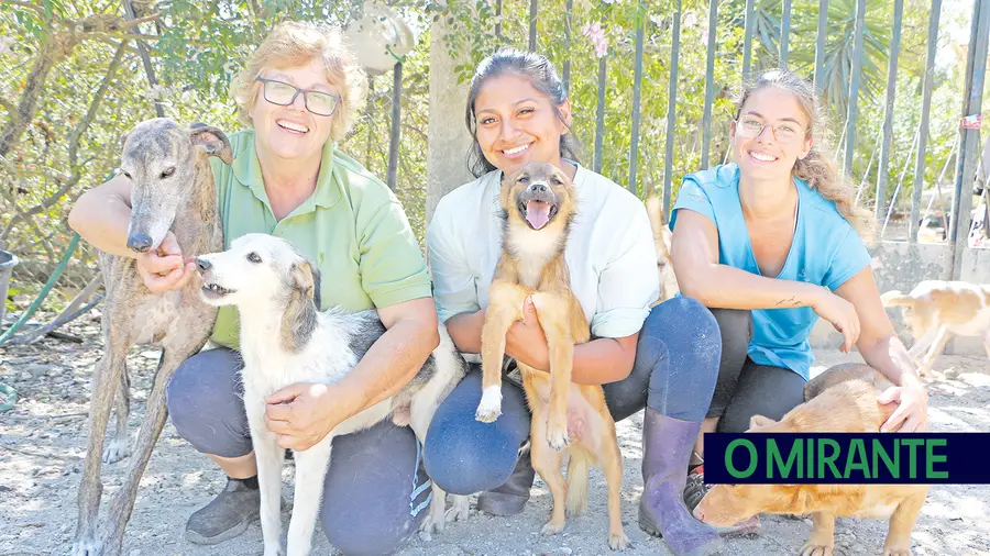 Associação Abrigo acolhe mais de 150 animais sem dono
