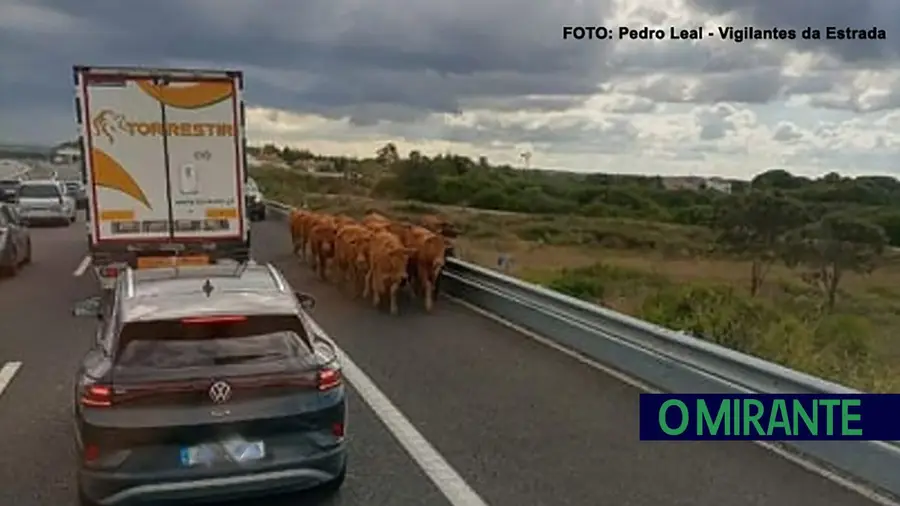 Vacas na A1 perto do Cartaxo puseram em risco segurança rodoviária Vacas na A1 perto do Cartaxo puseram em risco segurança rodoviária