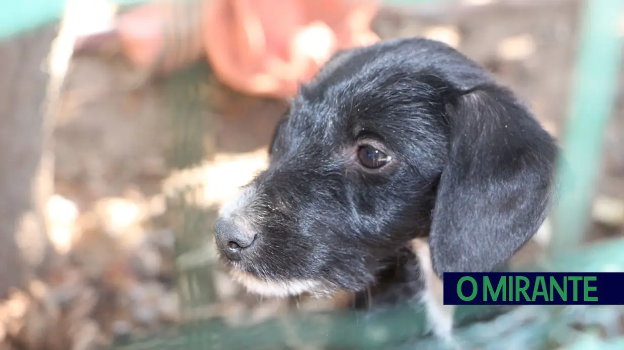 Associação Abrigo acolhe mais de 150 animais sem dono