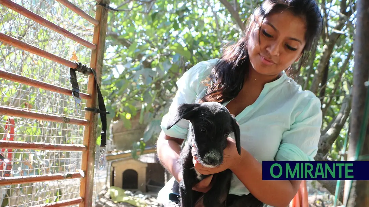 Associação Abrigo acolhe mais de 150 animais sem dono