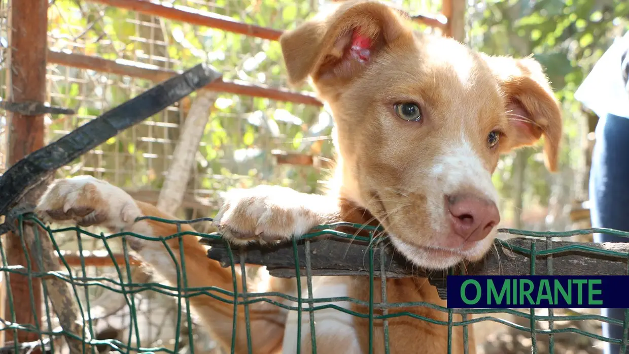 Associação Abrigo acolhe mais de 150 animais sem dono
