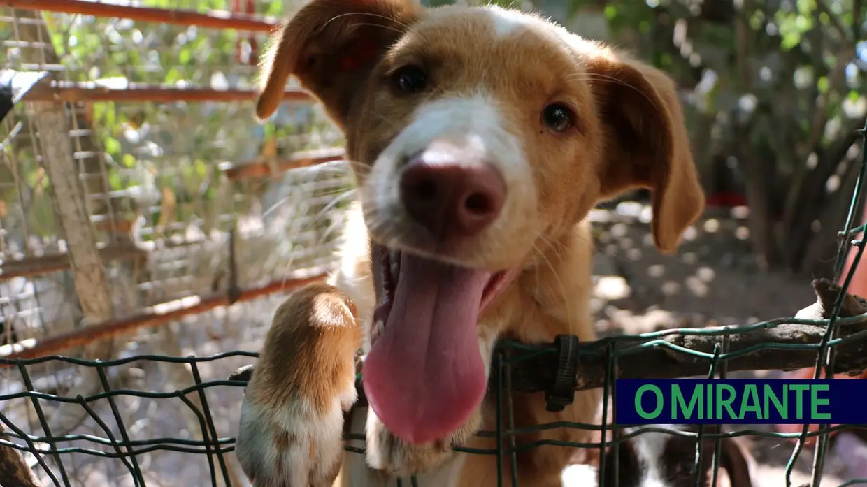 Associação Abrigo acolhe mais de 150 animais sem dono