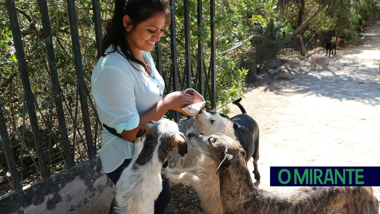 Associação Abrigo acolhe mais de 150 animais sem dono