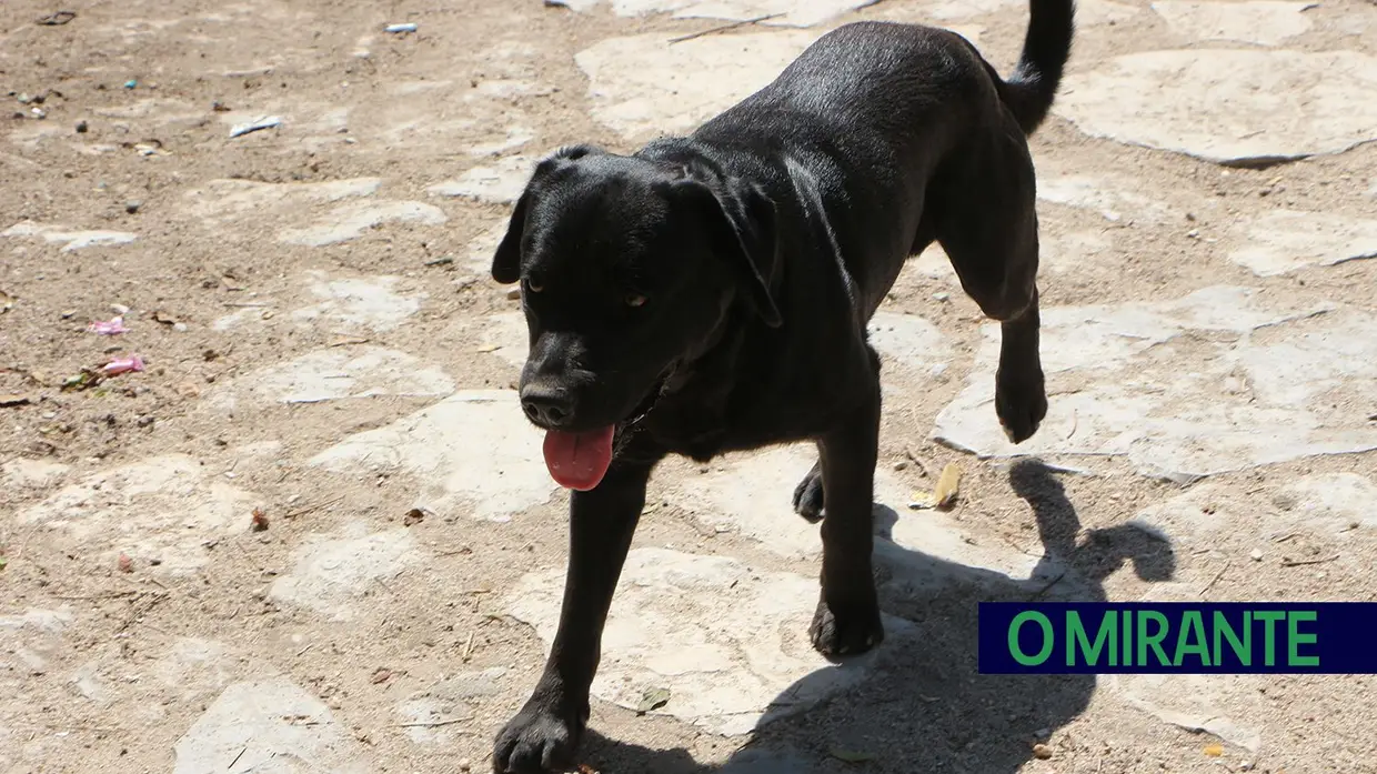 Associação Abrigo acolhe mais de 150 animais sem dono