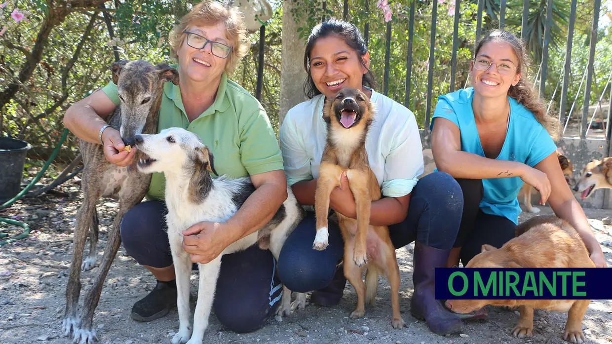 Associação Abrigo acolhe mais de 150 animais sem dono