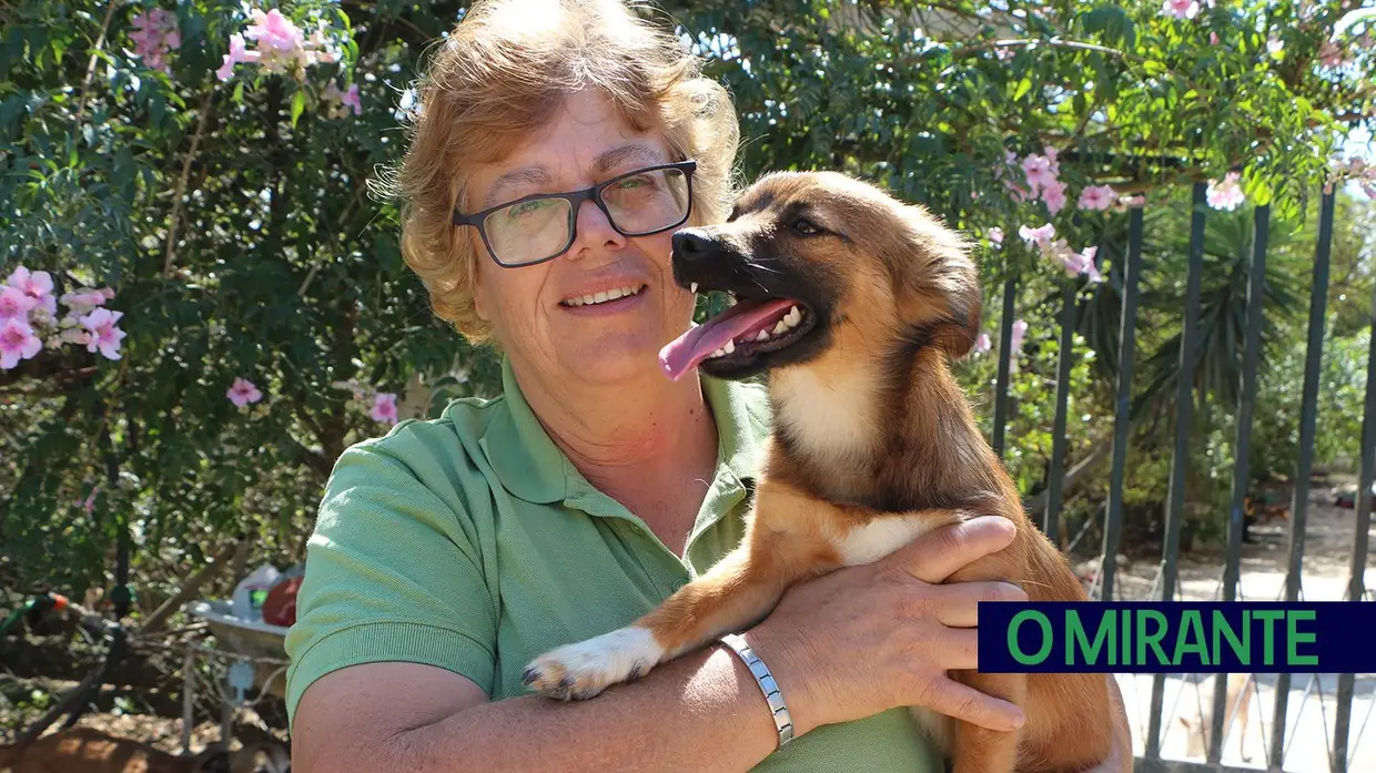 Associação Abrigo acolhe mais de 150 animais sem dono