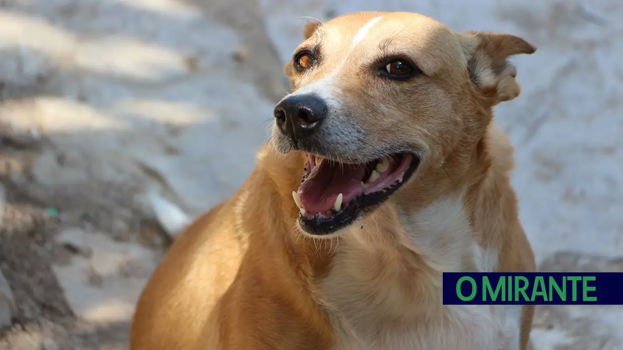 Associação Abrigo acolhe mais de 150 animais sem dono