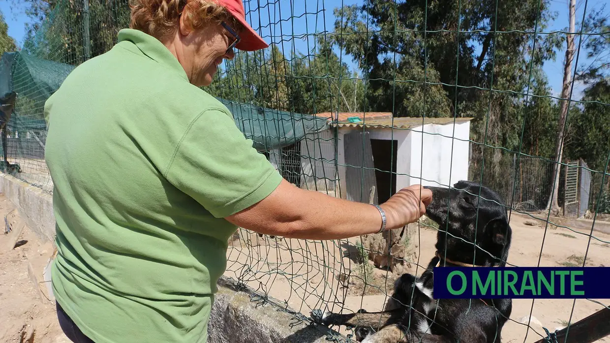 Associação Abrigo acolhe mais de 150 animais sem dono