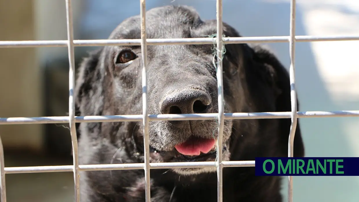 Associação Abrigo acolhe mais de 150 animais sem dono