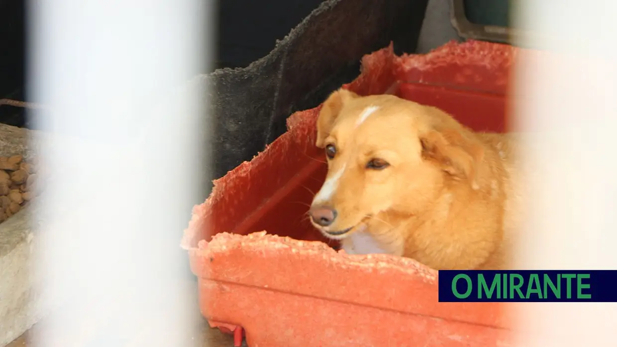 Associação Abrigo acolhe mais de 150 animais sem dono