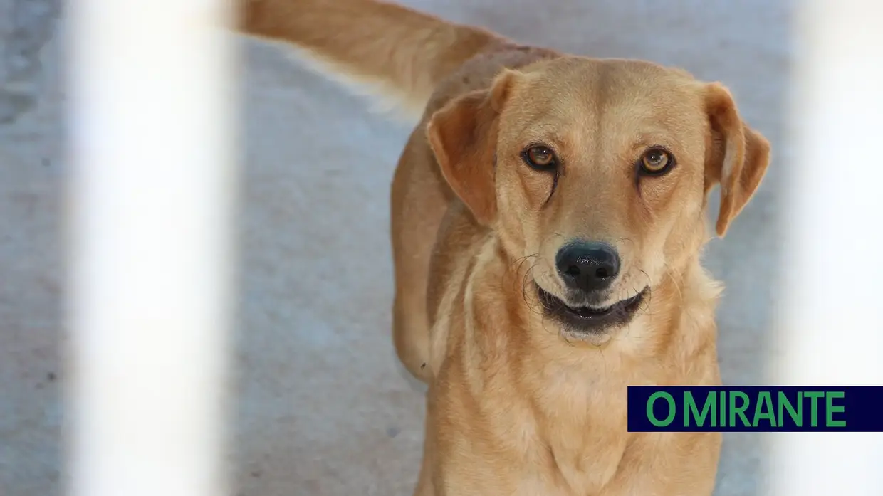 Associação Abrigo acolhe mais de 150 animais sem dono