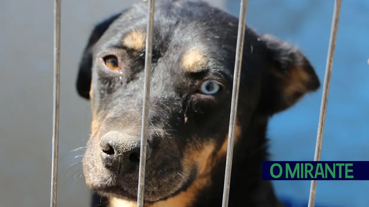 Associação Abrigo acolhe mais de 150 animais sem dono