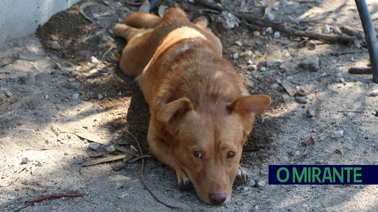 Associação Abrigo acolhe mais de 150 animais sem dono