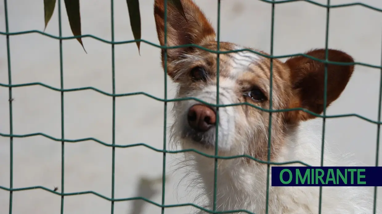 Associação Abrigo acolhe mais de 150 animais sem dono