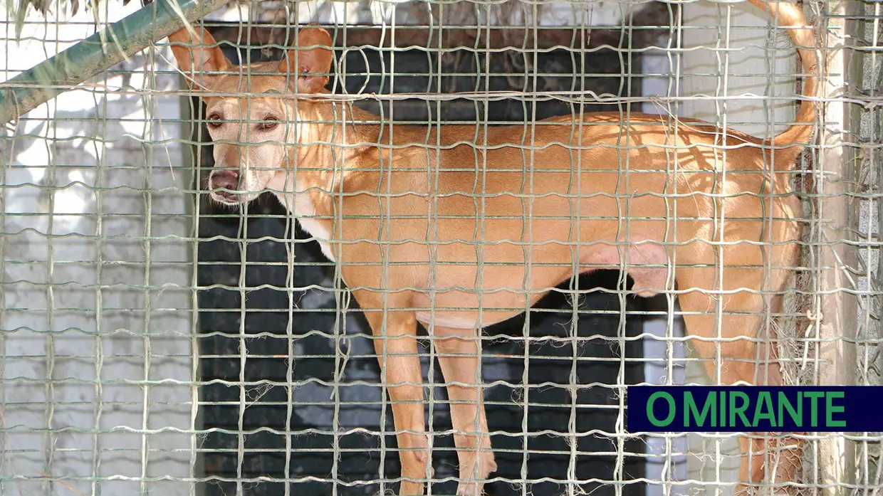 Associação Abrigo acolhe mais de 150 animais sem dono