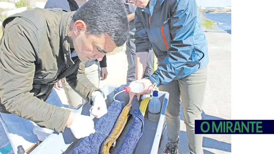 Avarias no açude de Abrantes comprometem estudo sobre a migração dos peixes no rio Tejo Avarias no açude de Abrantes comprometem estudo sobre a migração dos peixes no rio Tejo