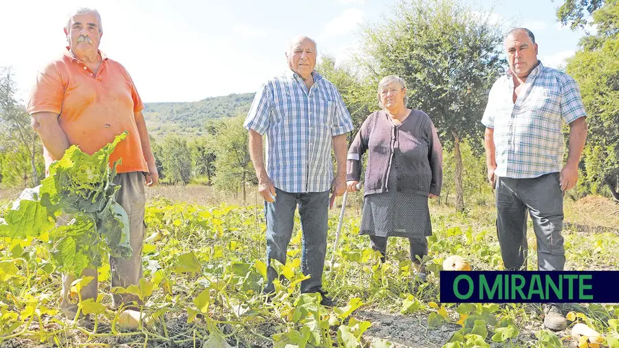 Bovinos à solta destroem hortas em Secorio