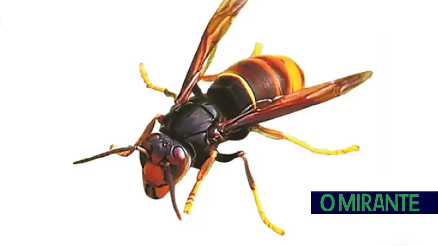 Ninhos de vespa asiática nas Quintas deixam moradores em alerta