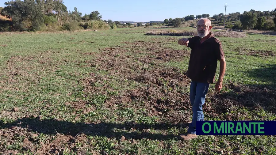 Javalis estão a perder o medo e a aproximar-se dos centros urbanos Javalis estão a perder o medo e a aproximar-se dos centros urbanos