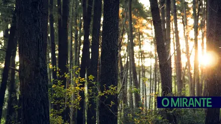 Ourém planta futuro com projecto que quer devolver vida às áreas ardidas