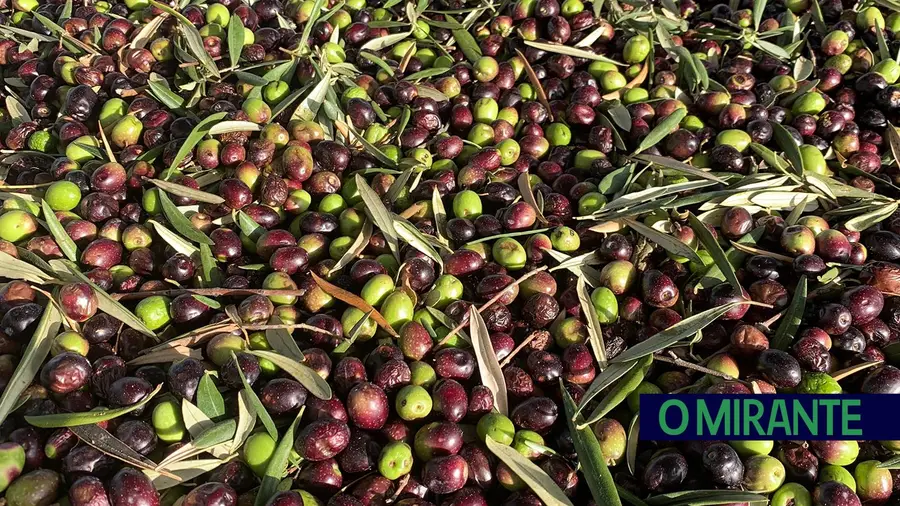 Nova certificação europeia de gestão do olival para conservação da biodiversidade Nova certificação europeia de gestão do olival para conservação da biodiversidade